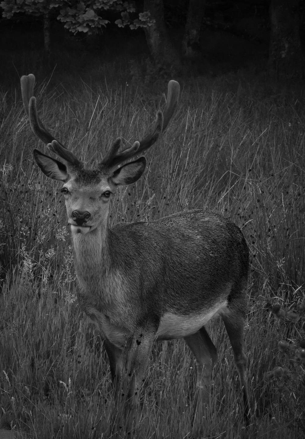 A red deer stag standing in long grass, in black and white
